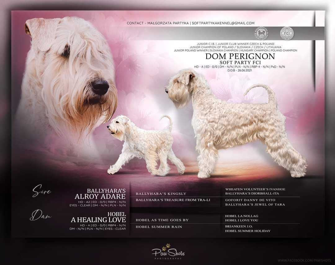 Irish soft coated wheaten terrier - terier pszeniczny ZKwP/FCI