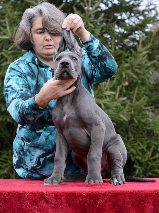 Племенные щенки из питомника. В родословной лучшие европ.производители
