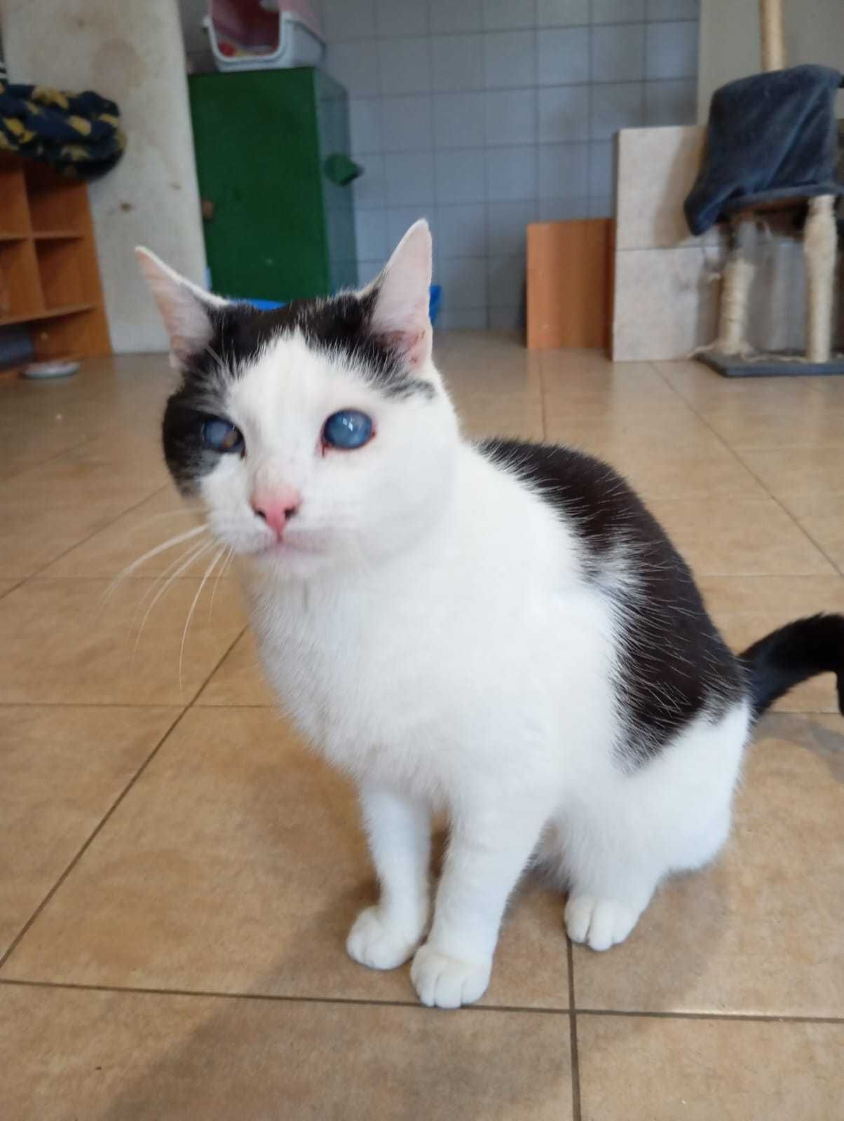 Kotek Ślepotek Szuka Domu!