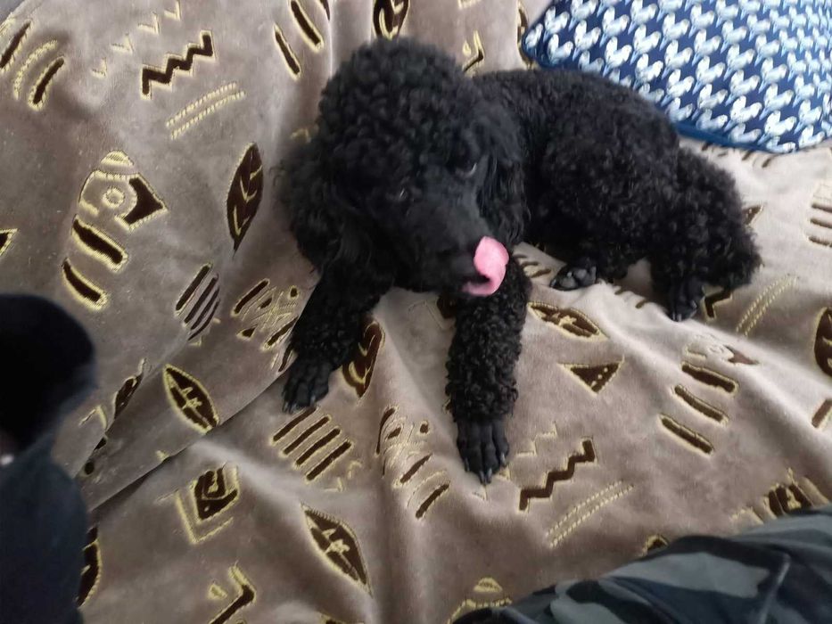 Чудовий хлопчик пудель