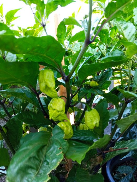 Malaguetas originais Carolina reaper , a mais picante do mundo