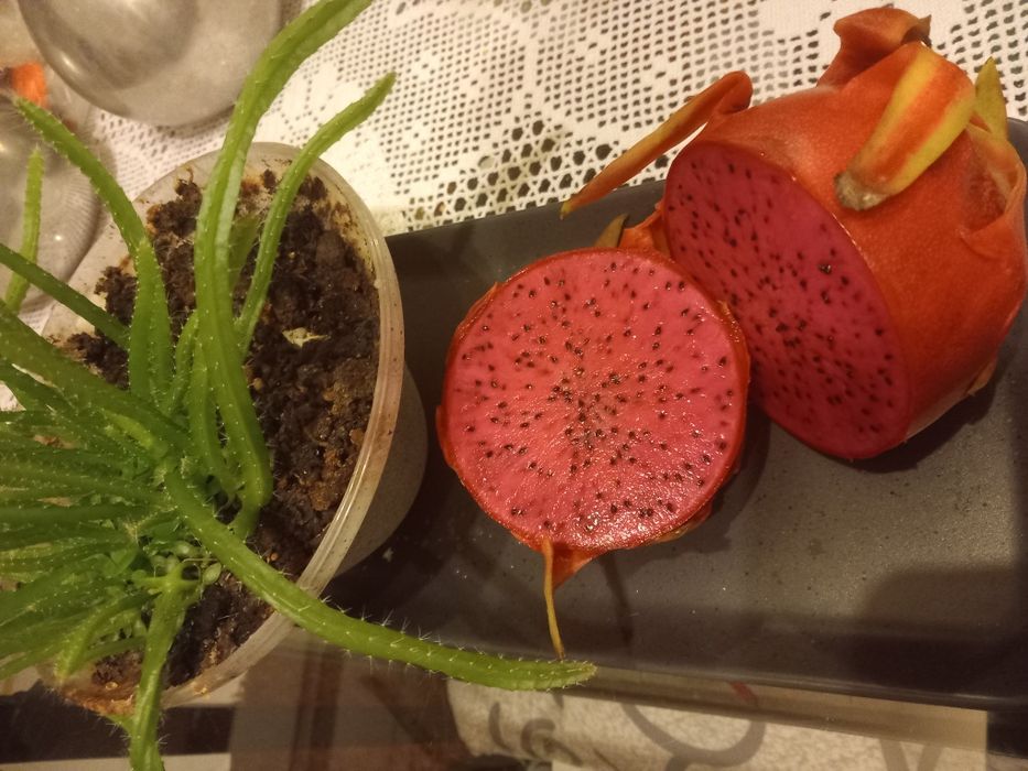 Plantação de pitayas são varios pés como se pode ver nas fotos