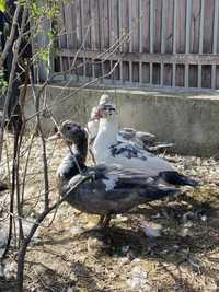 Індо-качки на тримання