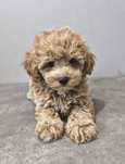 Maltipoo malutka,śliczna dziewczynka