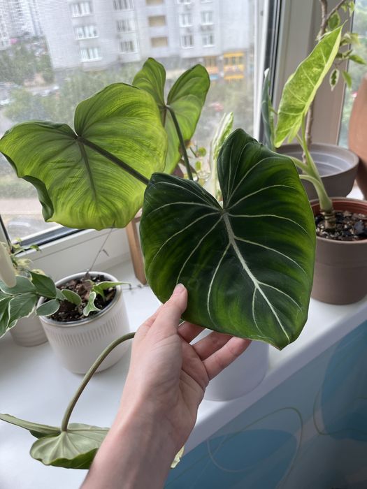 Філодендрон gloriosum dark form