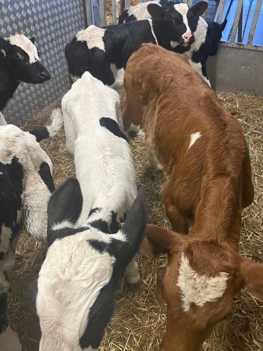 Byczki polskie 9 szt