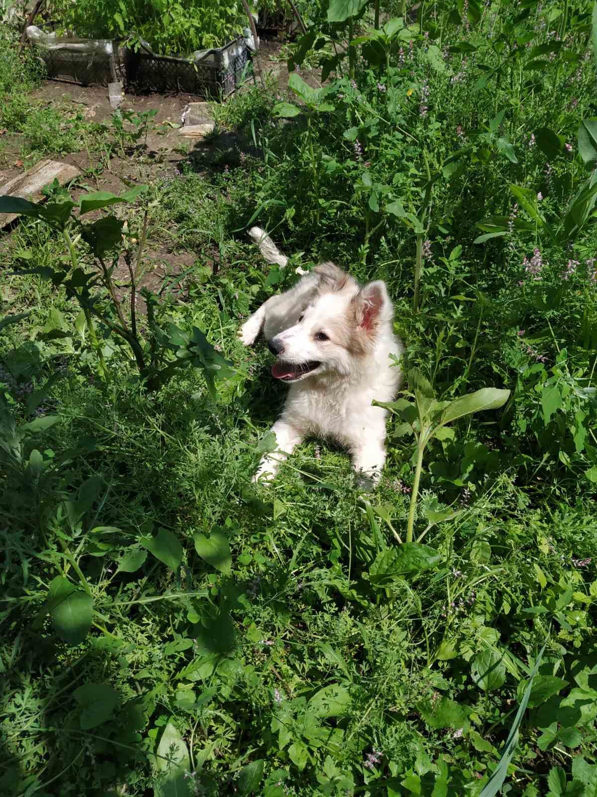 Щенки Бордер колли