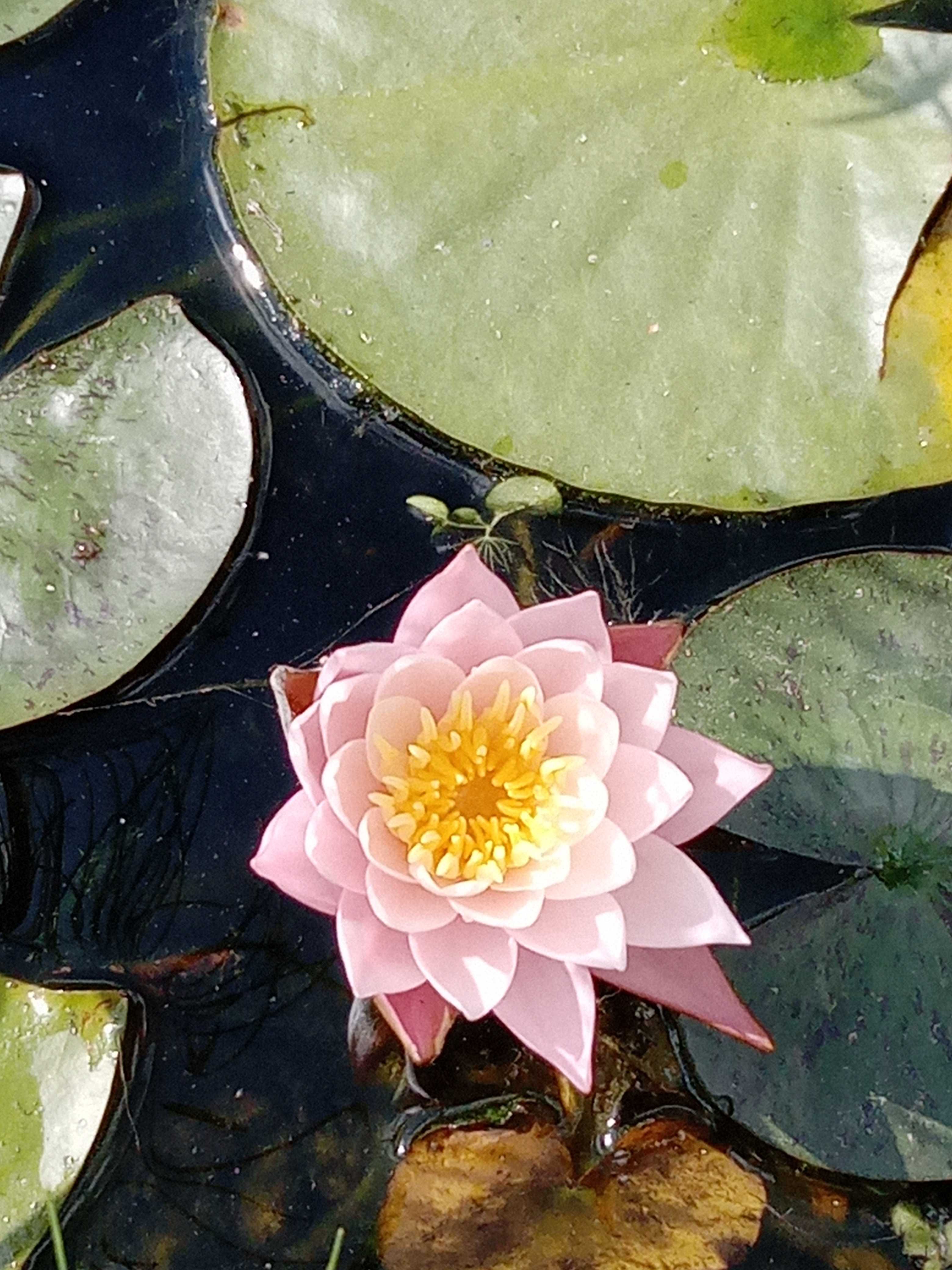 Nenuferes para despensar