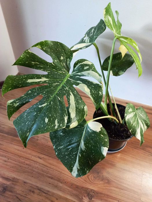 Monstera Thai Constellation 2