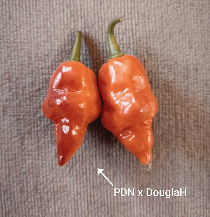 Caixa de malaguetas frescas ardência Média/Alta