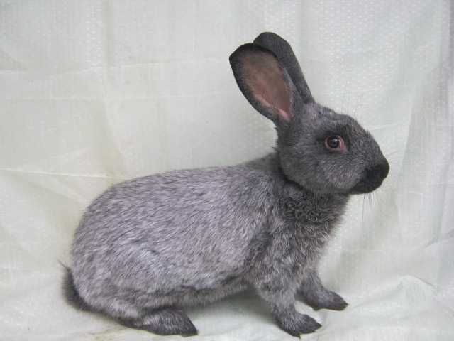 кролики полтавське срібло самці