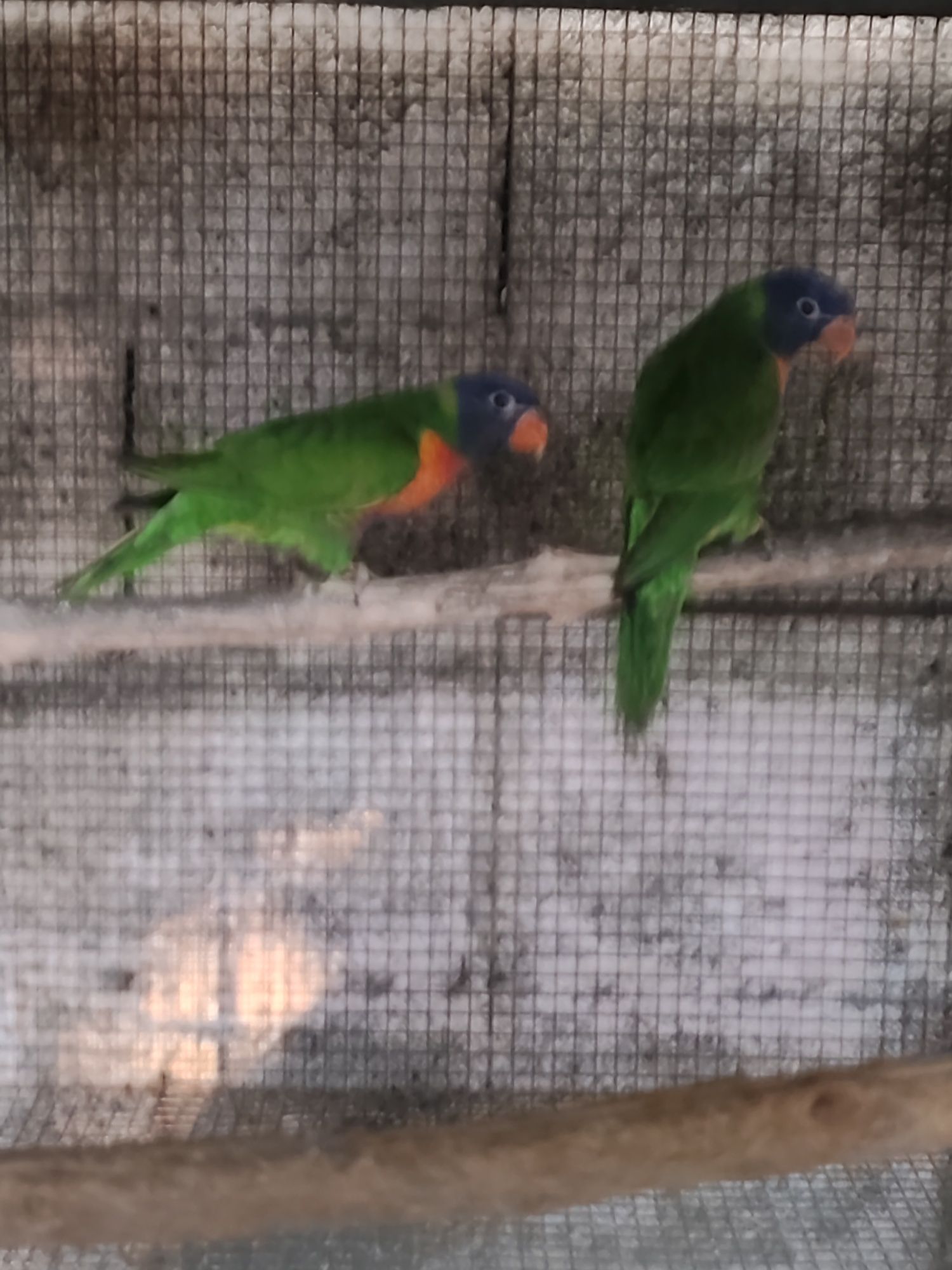 Cedo casal de loris molucanos