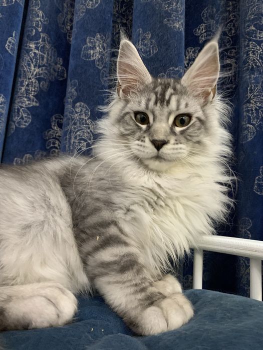 Котик мейн кун 4 мес