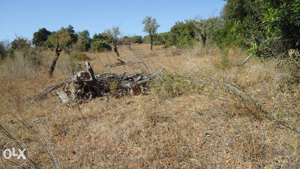 Algarve - Terreno próximo da praia Fuseta
