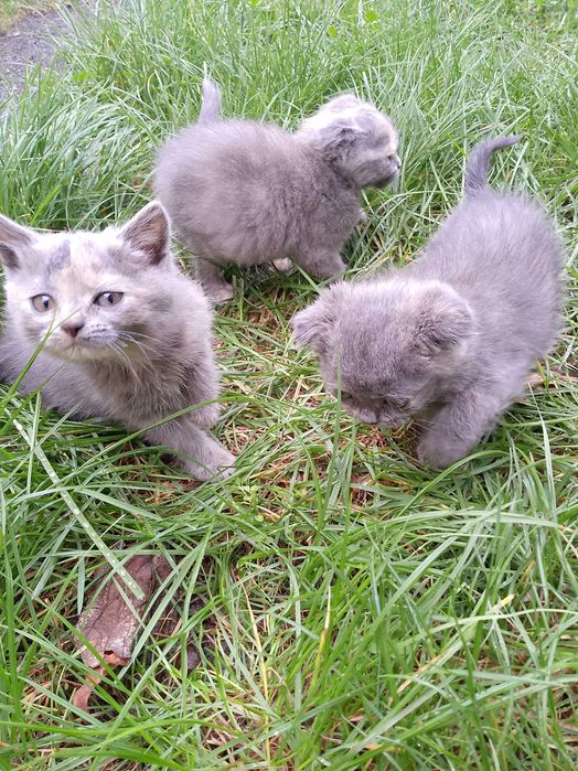 Кошенята шотландські