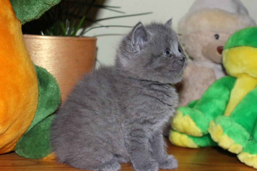 Хлопчик та дівчинка голубої крові