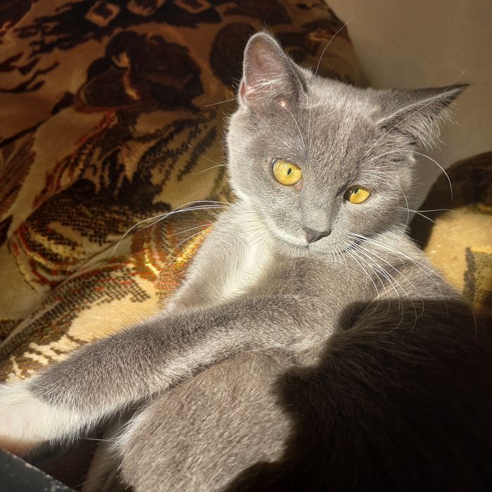 терміново кошеня в хороші руки