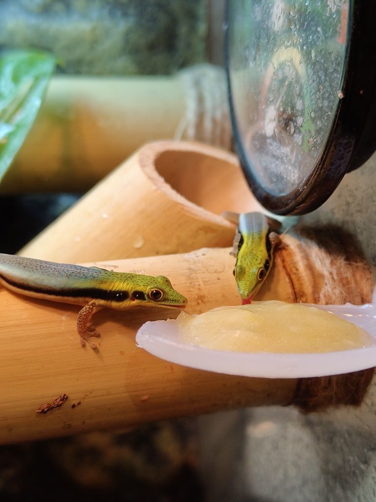 Jaszczurka dzienna gekon dzienny z Madagaskaru