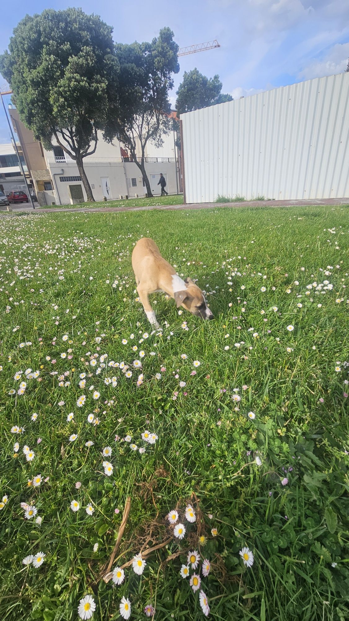 Galgo whippet macho