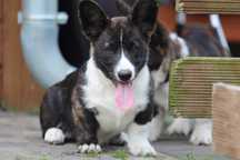 Welsh corgi cardigan  szczenię