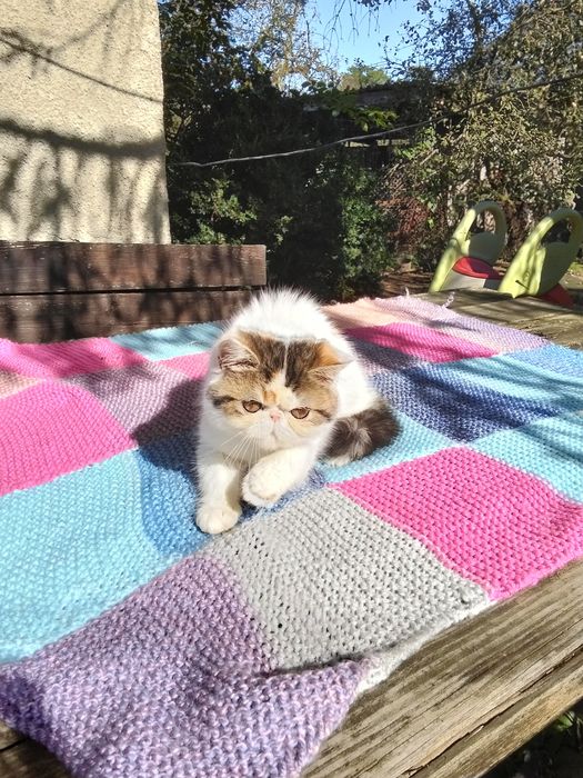 Екзотична короткошерста