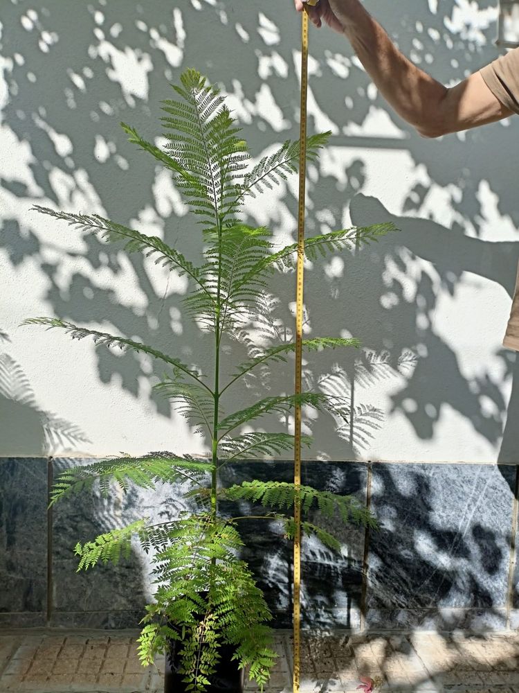 Jacarandas em vaso