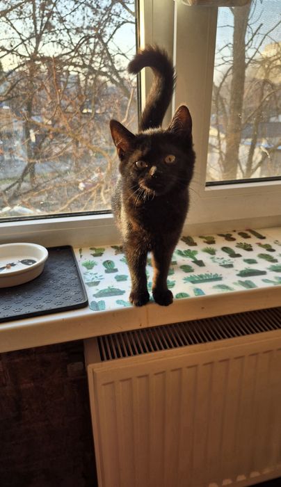 Шккаємо дім для маленької кішечки