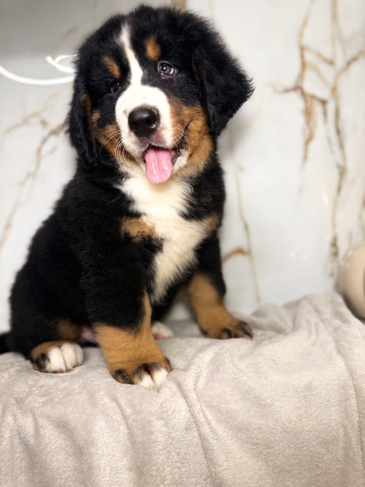 Berneński Pies Pasterski - Szczenie do Odbioru