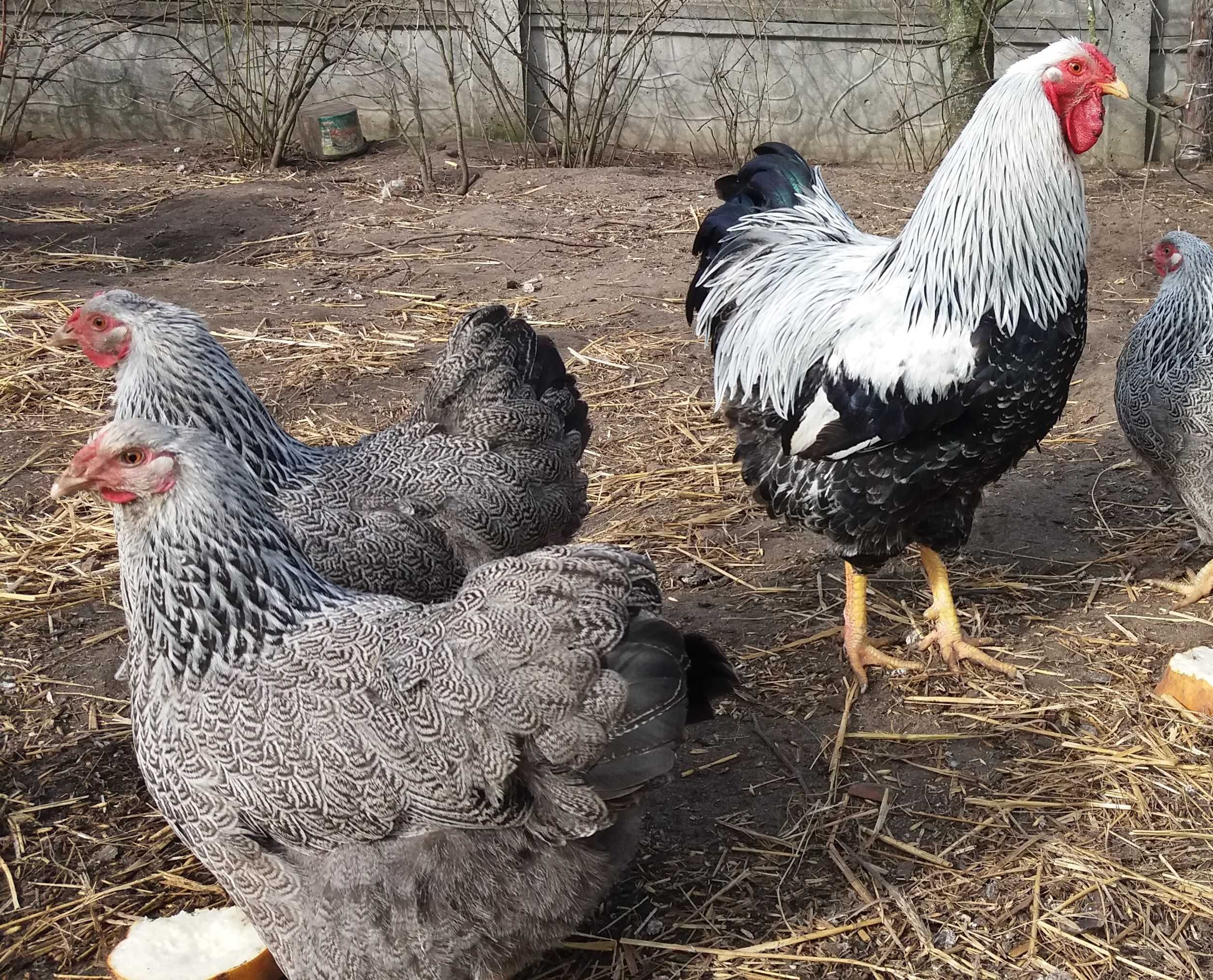 Wyandotte, wyandotta  srebrna jodła olbrzymia, jaja WYSYŁAM