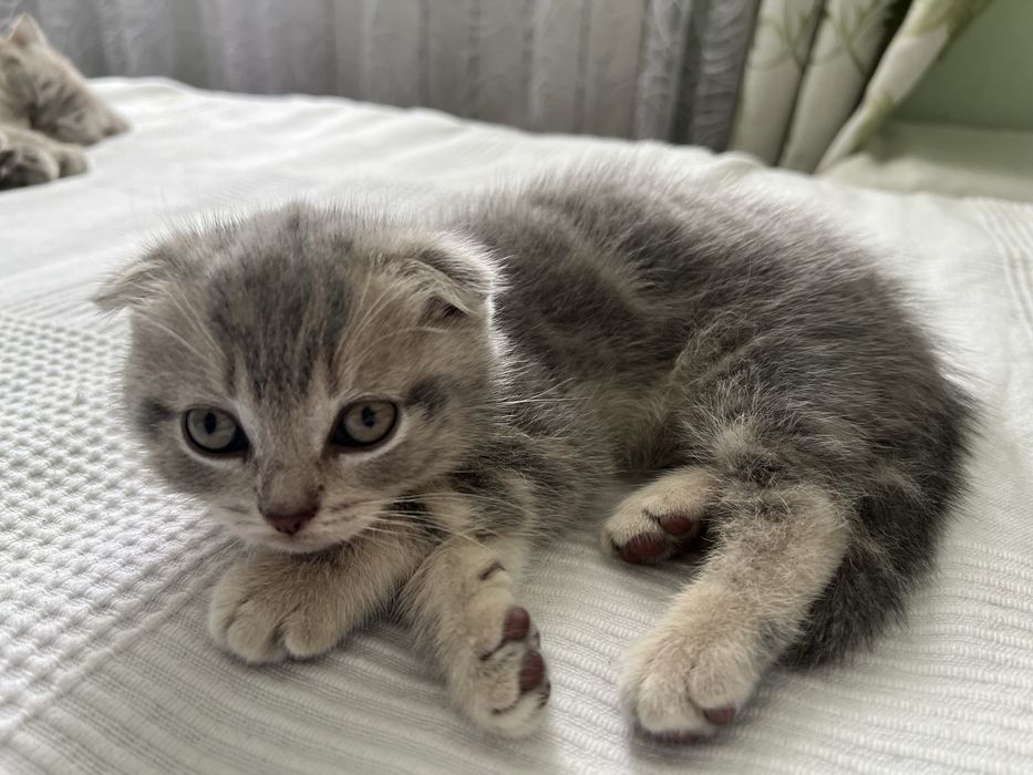 Шотландське висловухе кошеня, хлопчик