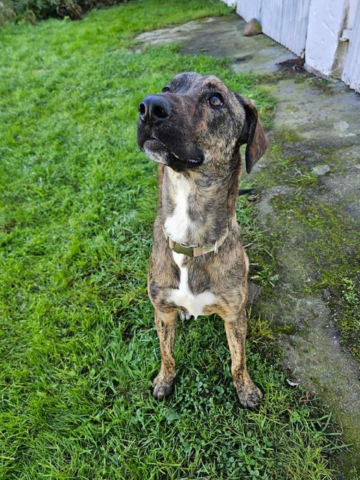 Cudowna ,młodziutka Harper szuka domu.