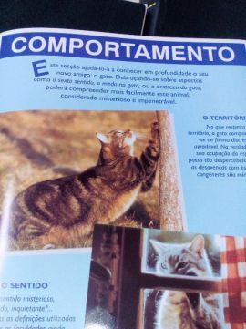 Os nossos amigos: Os GATOS.