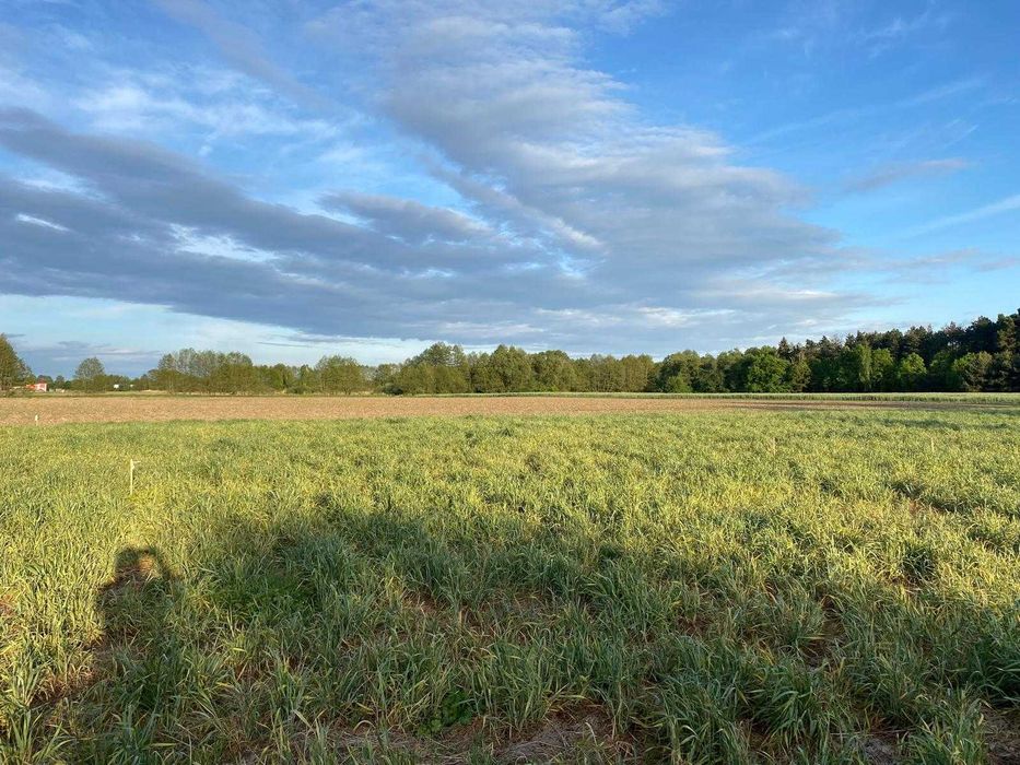 Działka 682m2 - Solec Kujawski, przedłużenie ulicy Wiejskiej