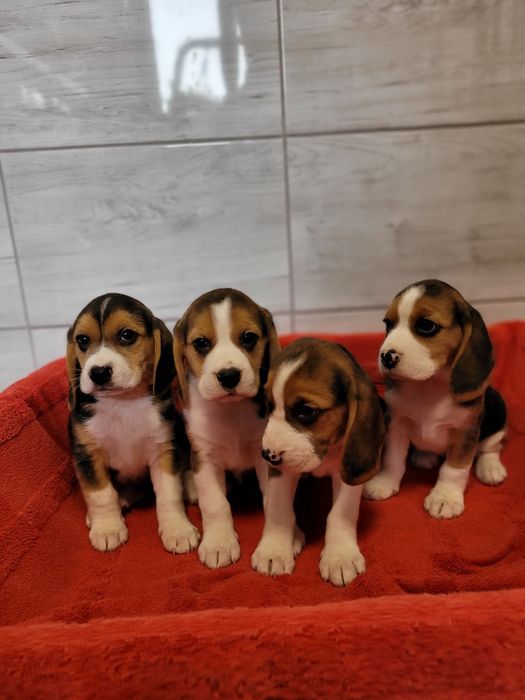 Beagle Szczeniak Maluch Śliczny