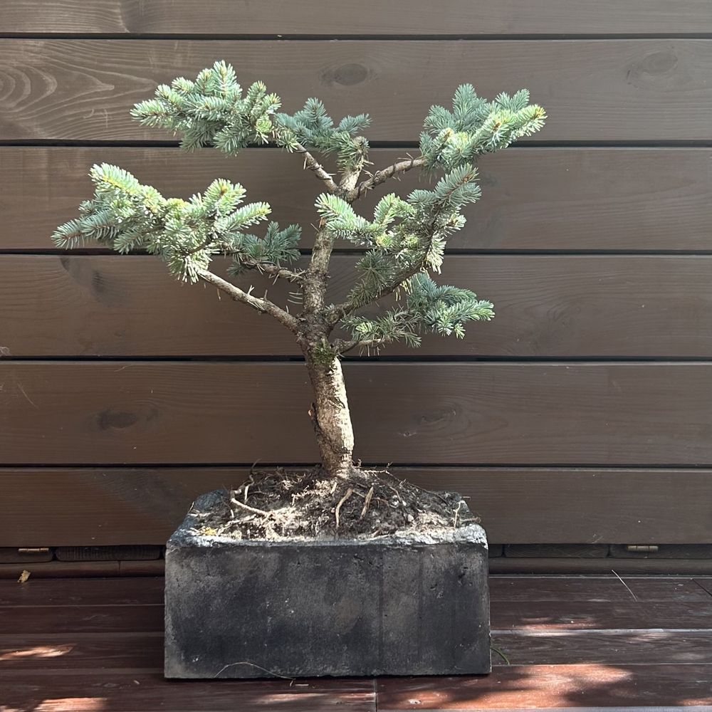 Swierk srebrny bonsai drzewko w recznie wykonanej betonowej donicy