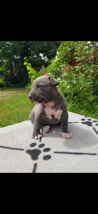Amstaff szczeniaki american staffort shirt terier