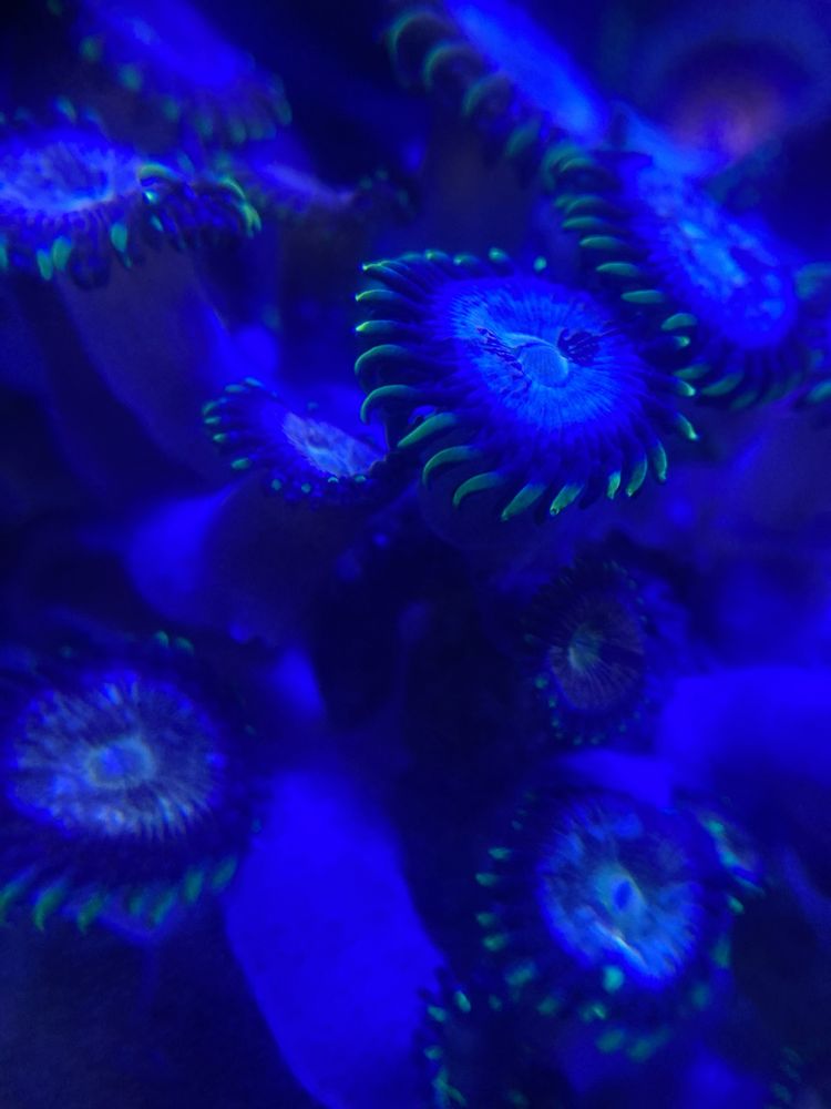 Zoa koralowiec Nirvana