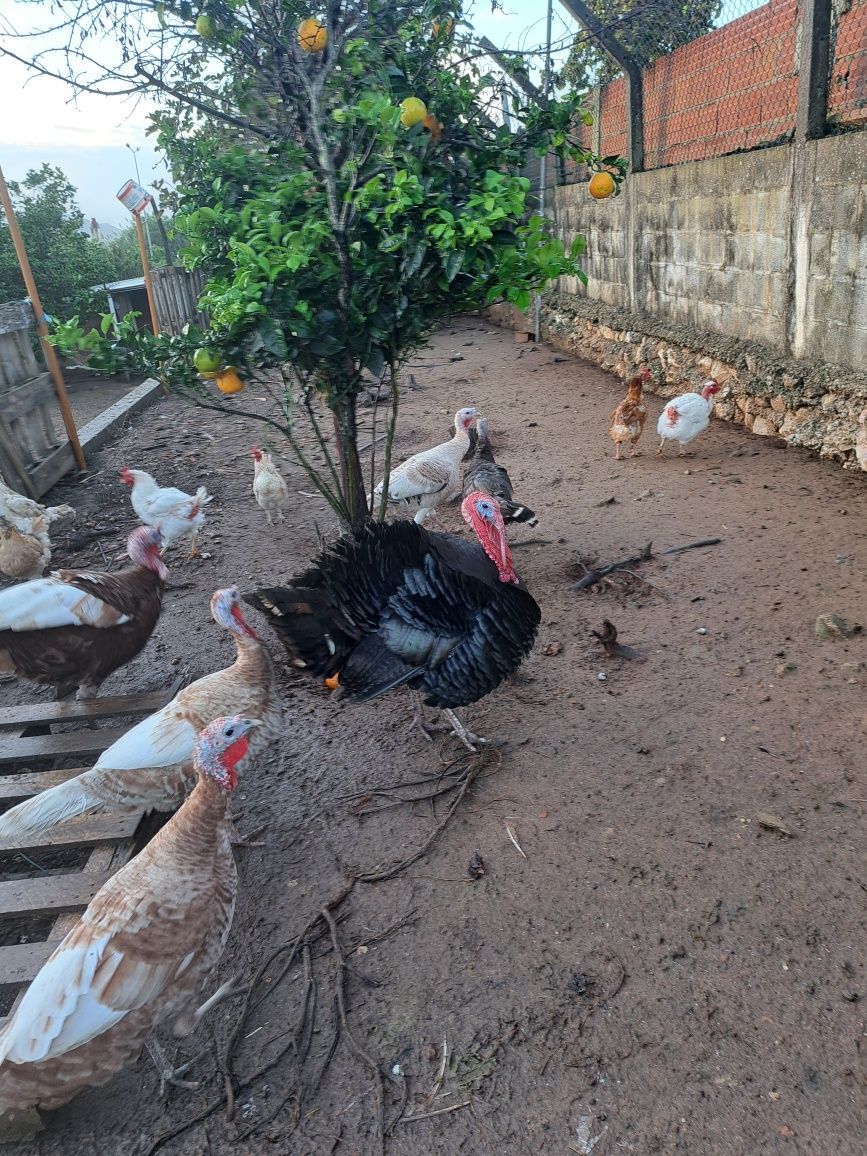 Perus  adultos  e pequenos  e galinhas  e galos