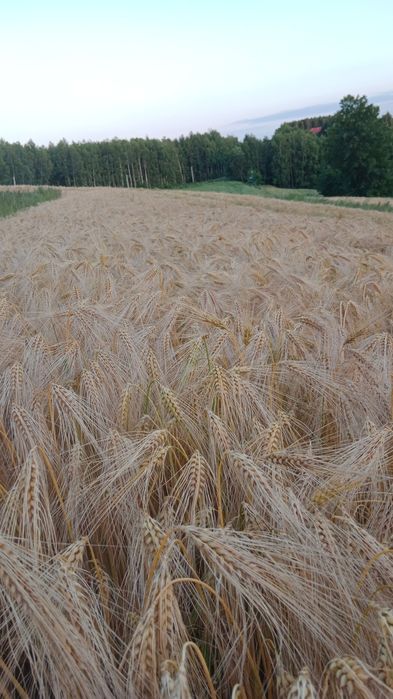 Pszenica, pszenżyto, żyto, jęczmień, owies