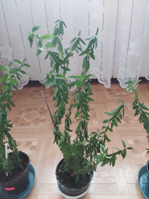 Merta,mirt w doniczce chrzciny,ślub,komunia