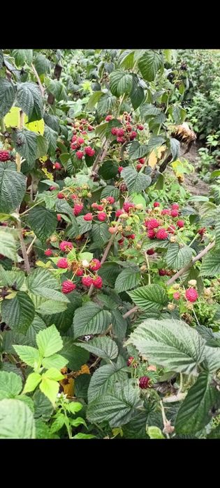 Sadzonki maliny jesiennej Pokusa