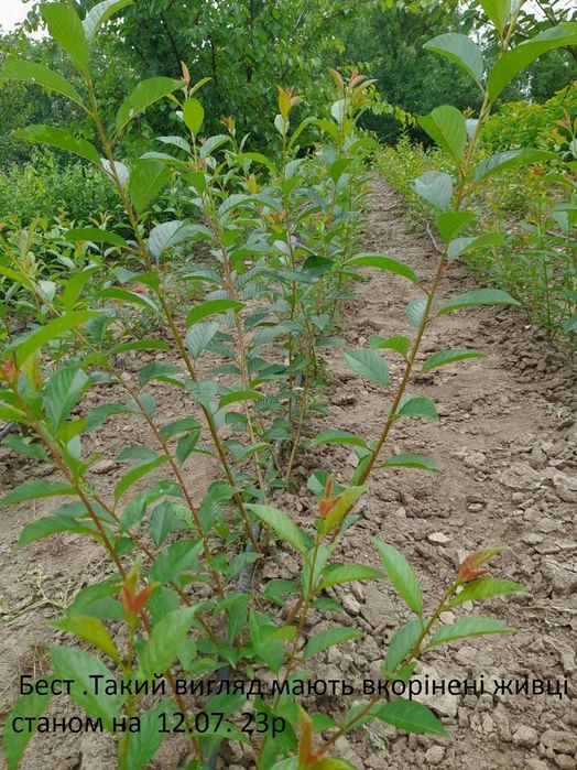 Подвой підщепа  Кольт,Айва ВА-29,  М9 62-396 М7 евріка бест-3