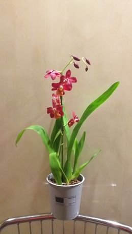 Ароматная орхидея Камбрия.