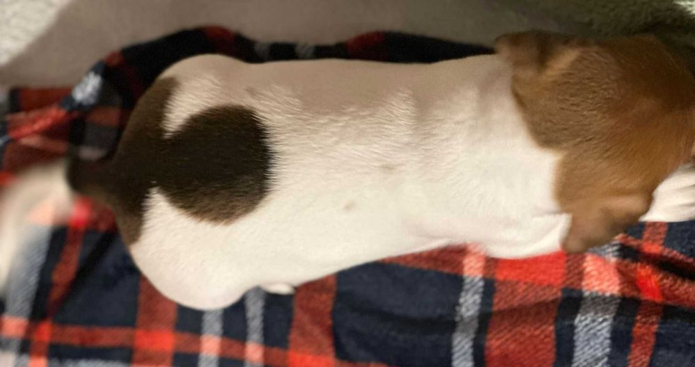 Jack Russell Terrier - szczeniak gotowy do zmiany domu.