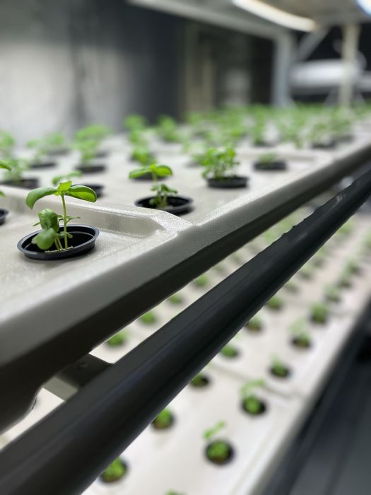 Лотки для гідрапоніки 195 см на 70 см