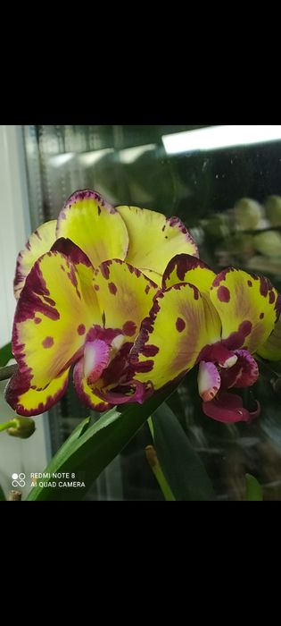 Орхідея Мікі Кроун. З квітоносом