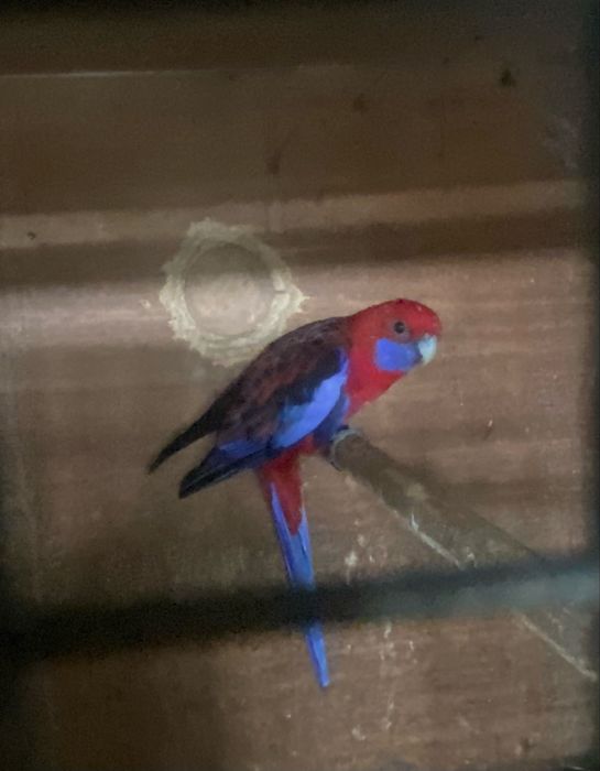 Rosela Macho penante