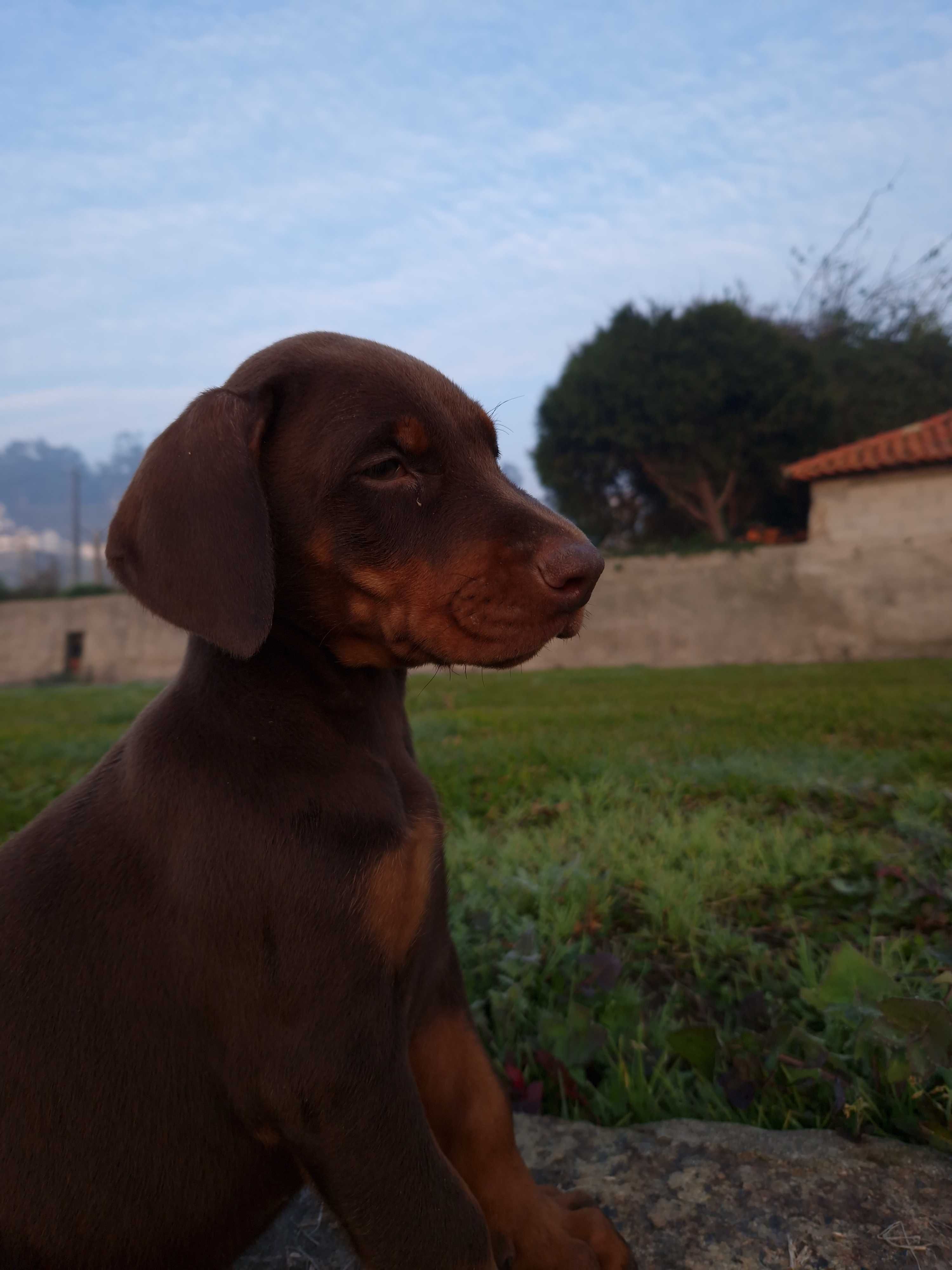 Dobermann descendente de campeões do mundo