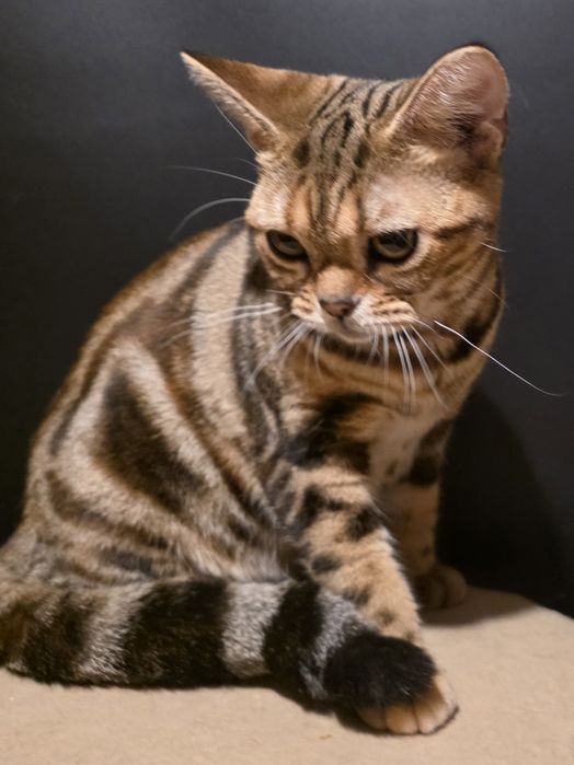 Американські короткошерсті дівчатка