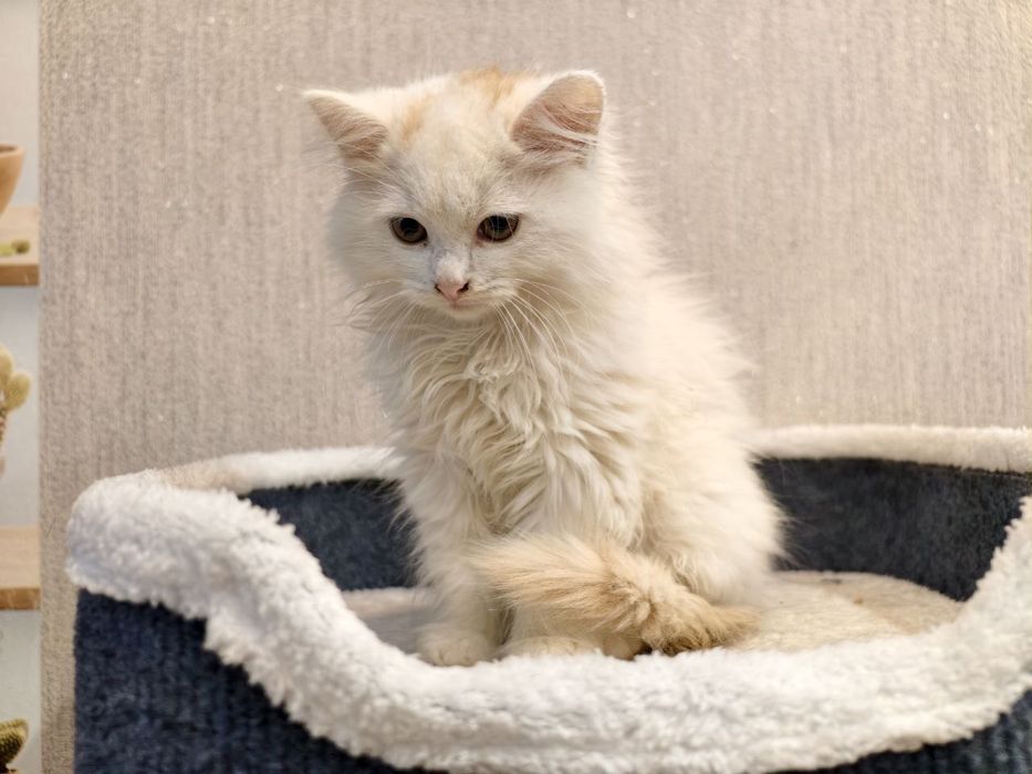 Найкращі кошенята шукають люблячі родини